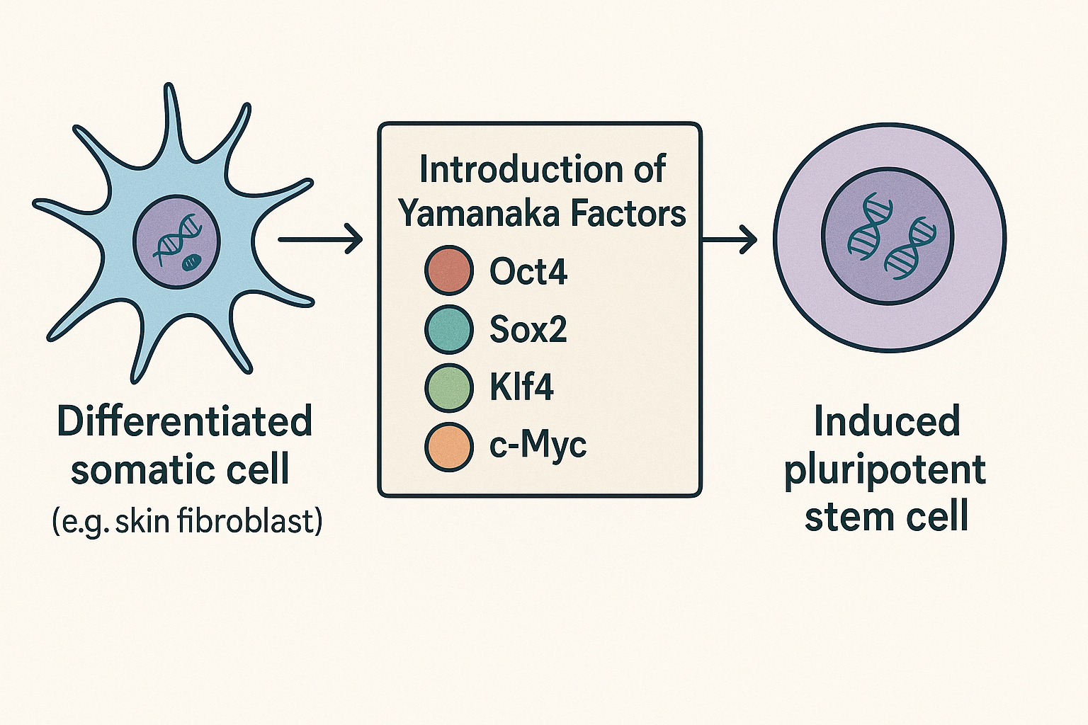 야마나카 인자를 활용한 세포 재프로그래밍 과정