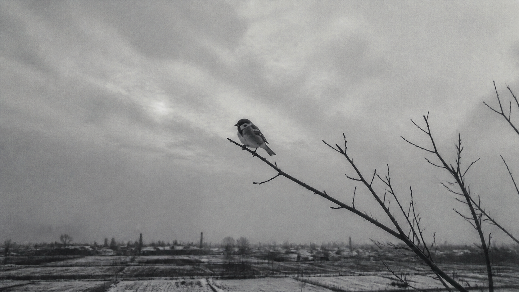 A lone sparrow silhouetted against a cold overcast sky