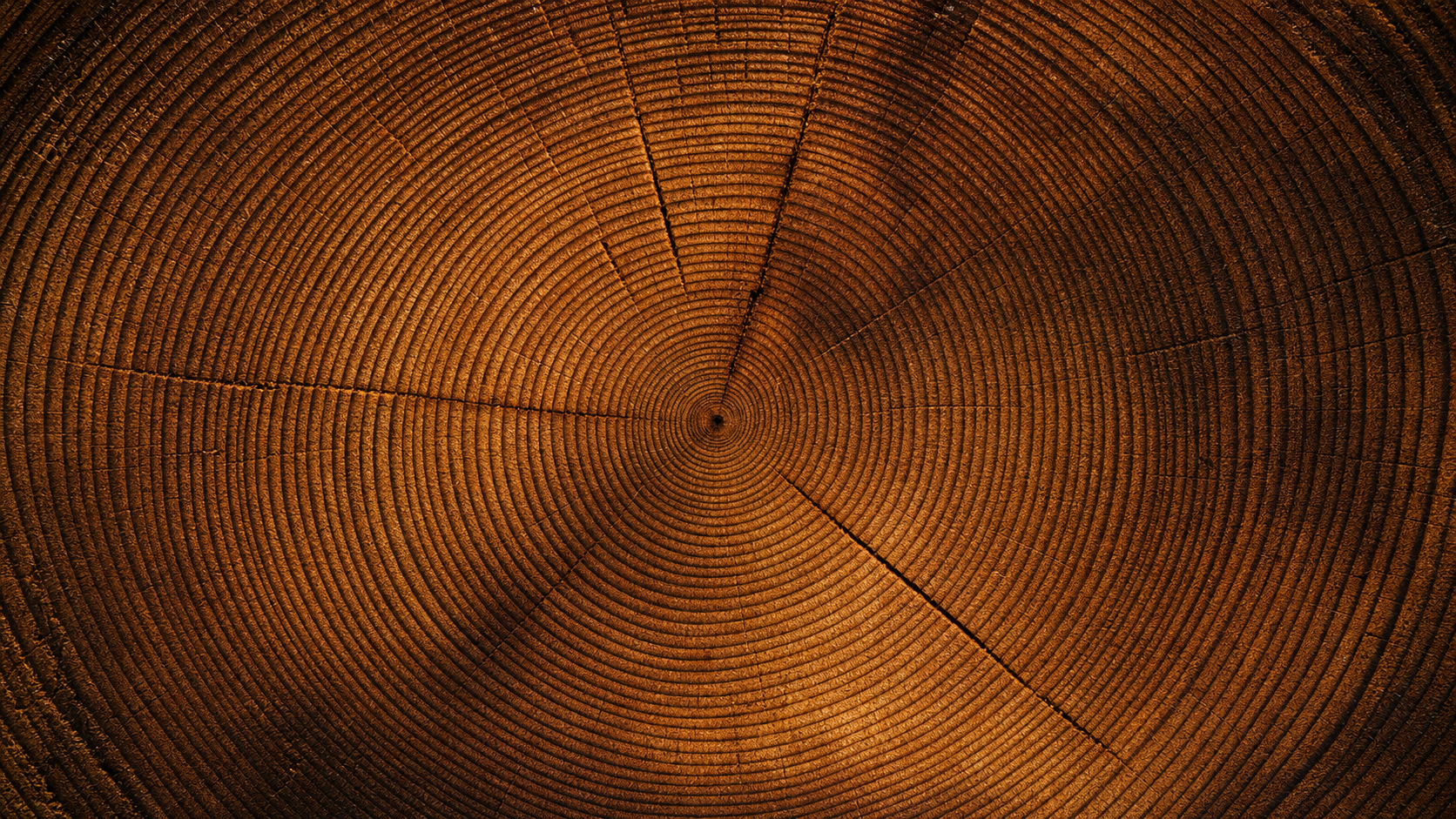 Ancient tree cross-section — a metaphor for compounding over decades