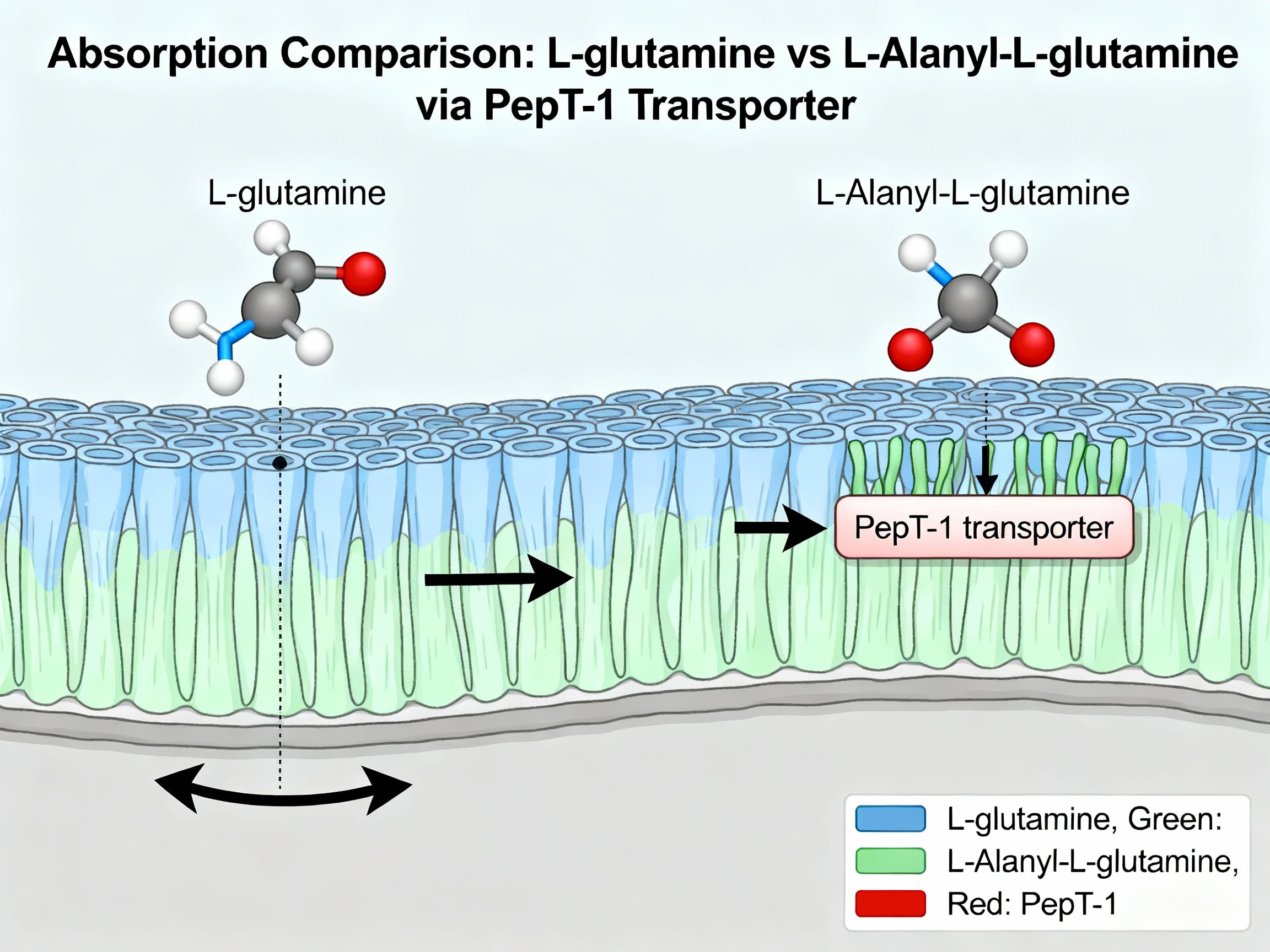 Absorption intestinale : L-glutamine vs Alanyl-Glutamine